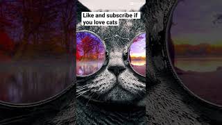 Oof 🤣 #cat #coolcat #funny #oof #like #subscribe #soccer #funnyshorts #catshorts