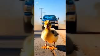 Duck And car Amazing vedio #smallduck #birds #ducklingspro #duckcrying #duck
