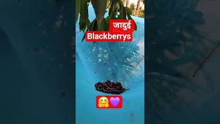 Blackberrys collecting #blackberry#javaplum#fruit