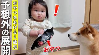 A one-year-old boy tries to feed a Shiba Inu a treat, but something unexpected happens lol