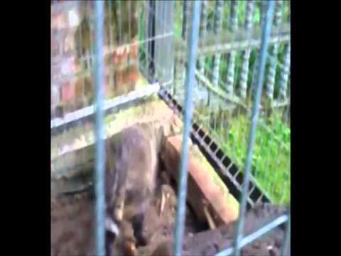 Brutal Raccoon vs Mystery Frog (FIGHT HD, FATALITY)