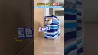 貓咪🐱的小眾癖好 時裝秀✨！網友：以為是被迫 結果是自願的🤭！無情又專業💥！ #cat #shorts #funny #funnyshorts #cutecat