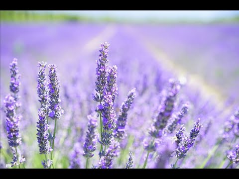 NEW Happy Hopeful and Relaxing Music Playlist for a BRIGHTER, ENERGETIC, and HAPPY MOOD!