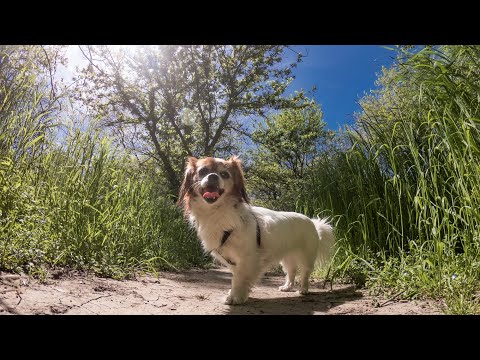 Park walk in Bucharest with my mini dog