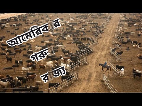 আমেরিকানরা ৩ কোটি ১ লক্ষ গরু এভাবেই পালছে! আমেরিকানদের বিশাল খামারের গোপন কাহিনি! Pranicharge