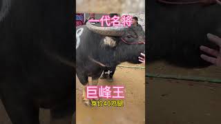 鬥牛 疯狂斗牛|bullfight ,crazy bullfight|đấu bò điên cuồng|adu banteng gila#乡村斗牛#斗牛#牛王争霸赛 #少数民族风情 #斗牛文化