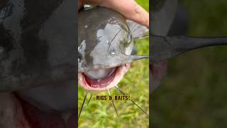 The BEST Catfishing BAITS & RIGS!! #shorts #fishing #catfish