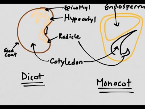 Plant Reproduction: Monocots vs. Dicots