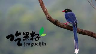 吃果籽拜樹頭-忘年之交