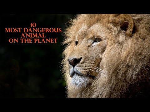 The 10 most dangerous animals on the planet | Informative video