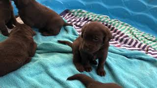 Now that's a lot of puppies!! 3-week-old Chocolate Lab Pups hamming it up for the camera.