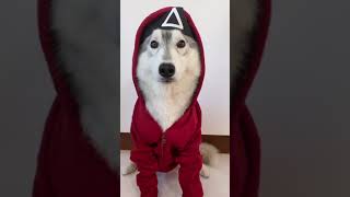 SQUID GAME SPECIAL DOGS EDITION 🐕🔥😂 #squidgame #shorts