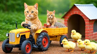 Mama Cat and Kitten Build a New Home for Ducklings Mama Cat and Kitten's Gentle Act of Love 🐾🐱🐤🏡