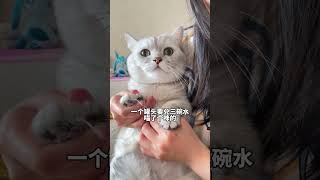 不是说家里条件挺好的吗! #萌宠 #张嘟嘟 #粤语 #短腿猫