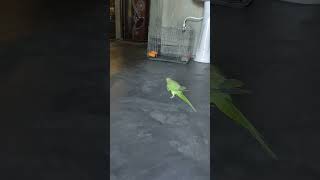 Parrot🦜 #shortvideo 🌼 #birdlove ❤️