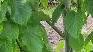 DAVIDIA INVOLUCRATA 'ISELI FASTIGIATE' DOVE TREE