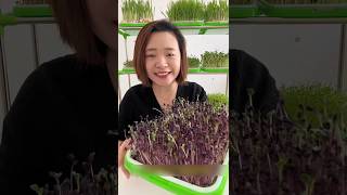 How to grow longan fruit #shorts #growtree #viral
