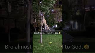 Interesting Belgian Malinois  #dogs #dog #funnydogs #fyp #foryou #pet #pets  #dogslover #us