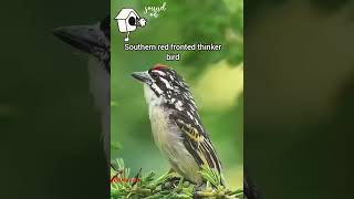 Southern red fronted thinker bird call#thinker#bird#birdssound ‎@mamatv8542..