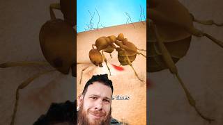 ant #ants #antsantics #insects #antlife #ant #animals #antattack