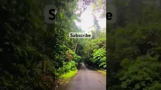 Kottawa forest srilanka 🥰😍#downsouth #nature #srilanka #travel #virals