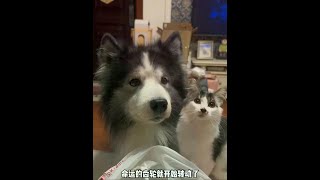 阿拉萨：6只狗7只猫我的大家庭 #阿拉斯加 #阿拉斯加和萨摩耶的宝宝 #萌宠出道计划 #流浪猫 #神奇动物在抖音 @抖音小助手#萌宠 #狗狗 #猫咪 #萌宠出道计划