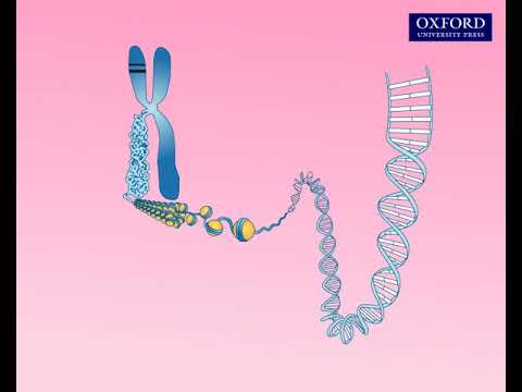 Animation 25.2 Structure of a chromosome