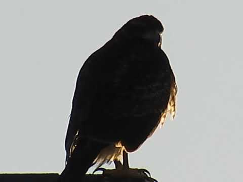 PEUCO (Parabuteo unicinctus) Chile