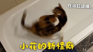 【黃阿瑪的後宮生活】小花的新怪癖！在浴缸這樣…