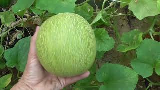 Greenhouse Garden Tour | Epic Homegrown Vegetables