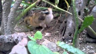 カマキリと悪戦苦闘=【庭鶏ひよこ】.mp4
