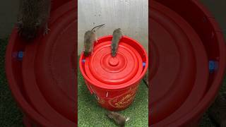 Good rat trap at home from plastic bucket/bucket best trap #mousetrap #mouse #rat #rattrap