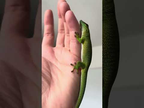 Giant day gecko 🦎 #animal #animals #viral #daygecko #viral #wild #reptile #lizard #gecko