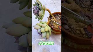 Succulent plants care tips: How to propagate succulents #plants | 다육이 | 多肉植物