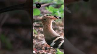 Birds Animal | Natural Creatures | Discovery Documentary Video Short #forestcreatures #wildlife