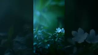 Assamese status video // Assamese status video short // #spstatus