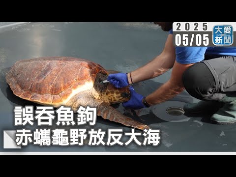 誤吞魚鉤  赤蠵龜野放反大海｜大愛新聞 @DaaiWorldNews