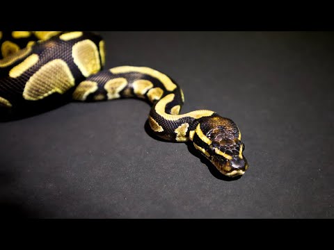 Ball Python care guide￼