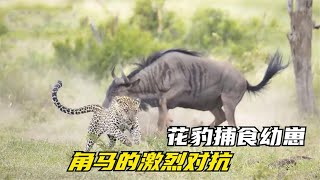 母豹襲擊角馬幼崽，在母愛的驅使下，角馬媽媽同捕食者激烈對抗#動物世界 #花豹 #角馬