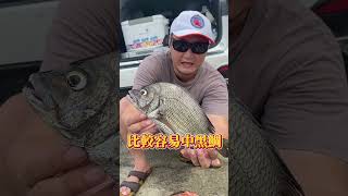 黑鯛#正道的光 #fishing #lurefishing