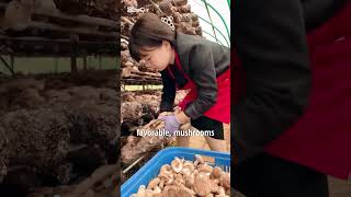 Process of growing Shiitake mushrooms || #doyouknow #shorts #facts #informativeshorts #viralshorts