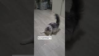 #개냥이 #고양이 #고양이일상 #스코티쉬폴드 #cat #小猫 #可愛