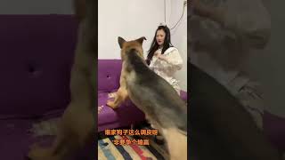 #不养狗不知道养狗的乐趣 #干架的样子一点都不示弱 #德牧