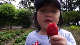20170826 親手採覆盆莓和草莓，雙寶愛夏日莓類