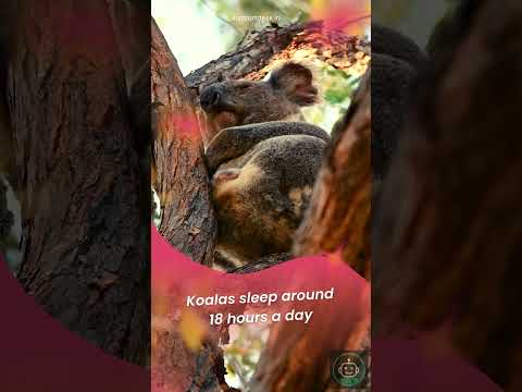 4 Crazy Animal Facts You Won’t Believe! 🐔🐱🐨🦜 #shortsindia