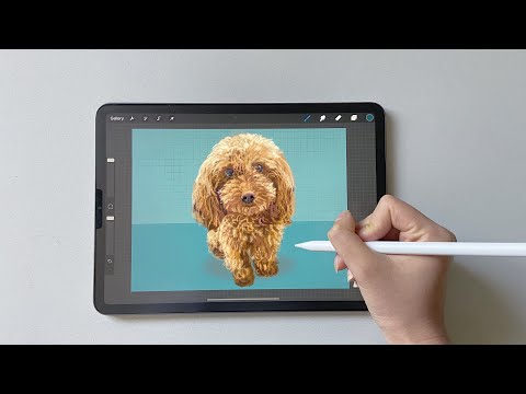 Procreate  |  How I draw a dog on iPad | iPad绘画｜第一次用procreate，把狗儿子画成插画