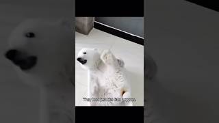 Aren’t polar bears in the Arctic?#polarbear #animals #shorts