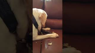 Happy Pongal #petlovers #dog #funnyvideo #dogsfunny #animalfunny #dogslover #shorts #pongal