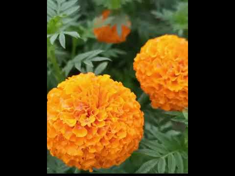 প্রতিদিন তোমায় দেখি সূর্যের আগে / দেশের গান / #fypシ #trending #youtubeshorts #bangladesh #shorts