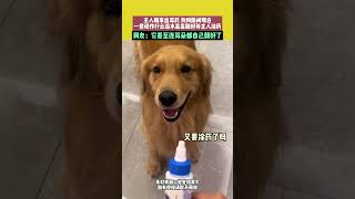 主人刚拿出耳药 狗狗瞬间明白 一套动作行云流水乖乖躺好等主人涂药 网友：它甚至连耳朵都自己翻好了